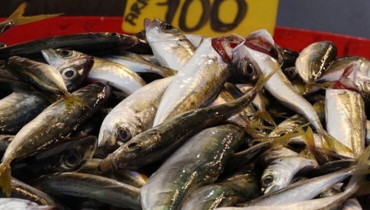 Av sezonu başladı, fiyatı yarıya düştü