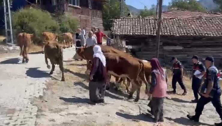 Çankırı’da çoban, 25 büyükbaş hayvanı satıp kaçtı