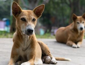 Farklı illerden gelip Bolu’ya köpek bırakanlara 5 milyon TL’ye kadar ceza