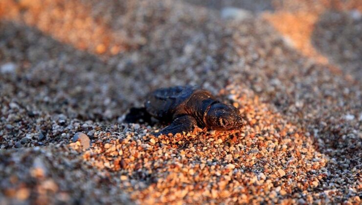 Yanlış ışığı takip eden caretta caretta yavruları öldü